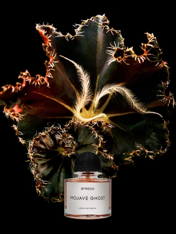 BYREDO
典藏版
Mojave Ghost
荒漠孤魂香水创意视觉
摄影师
© Zhong Lin
莫哈维沙漠烈阳灼烧的岑寂之下，幽灵之花兀自生长
——
